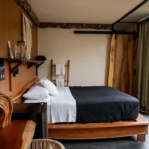Bufo Alvarius 2* Tulum